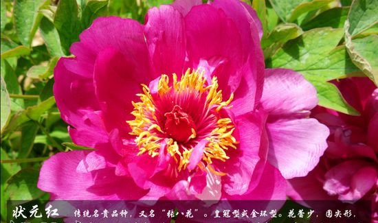 牡丹花品种及图片