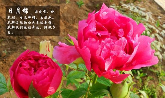 牡丹花品种及图片