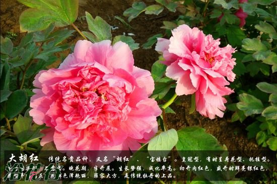 牡丹花品种及图片