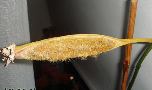 蝴蝶兰有种子吗