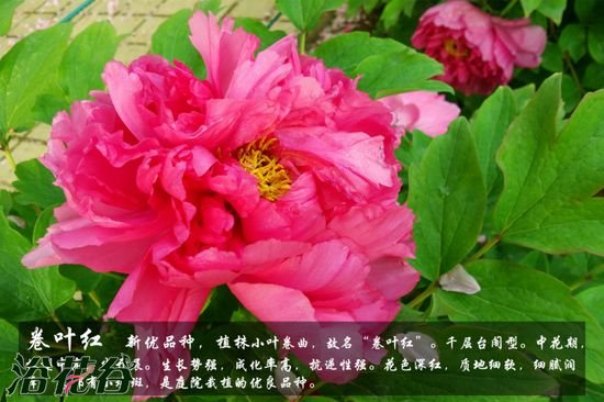 牡丹花品种及图片