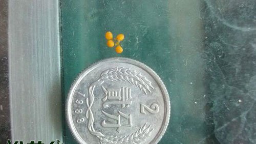 蝴蝶兰有种子吗