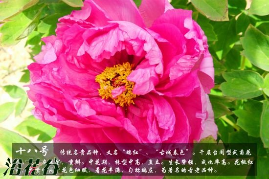 牡丹花品种及图片