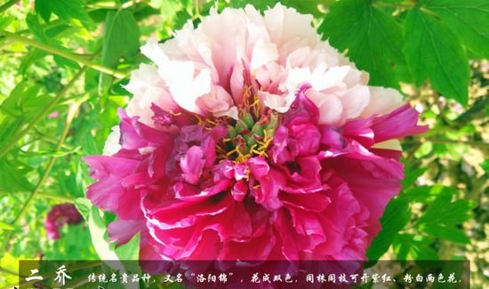 牡丹花品种及图片