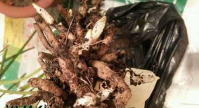 兰花水晶头的含义 兰花水晶头是什么意思