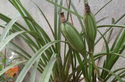 兰花结果好不好（附兰花果实图片）
