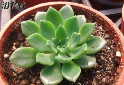 多肉植物绿翡翠介绍 多肉植物绿翡翠长什么样图