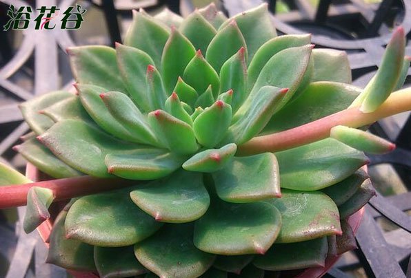 多肉植物绿翡翠图片二