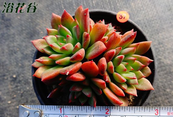 多肉植物绿翡翠图片三
