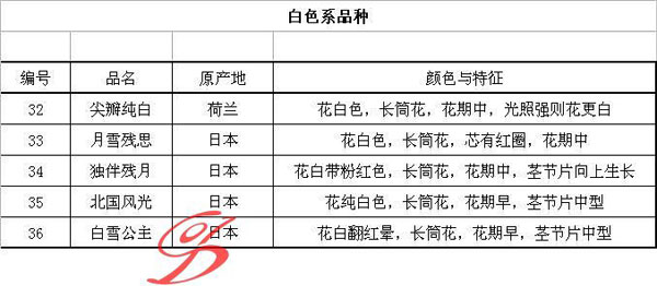 蟹爪兰品种图片
