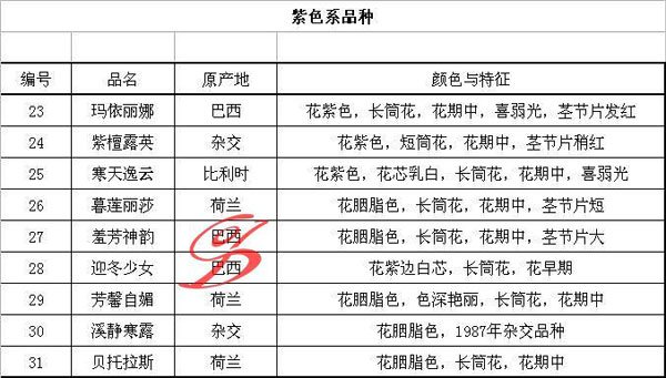 蟹爪兰品种图片