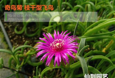 多肉奇鸟菊属枝干型飞鸟讲解 奇鸟菊属枝干型飞鸟图片