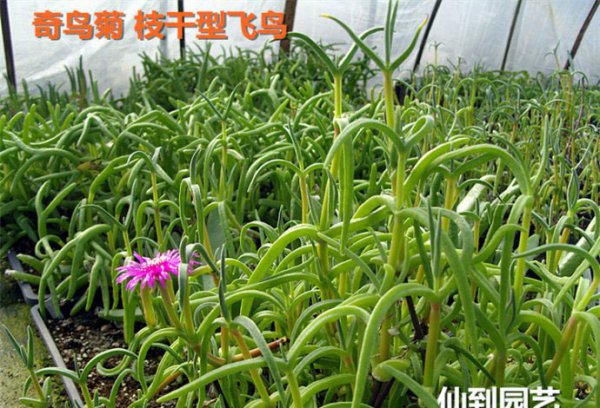 奇鸟菊属枝干型飞鸟图片二