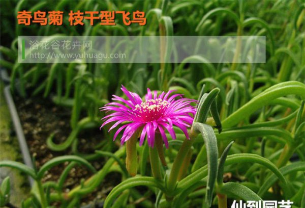 奇鸟菊属枝干型飞鸟图片三