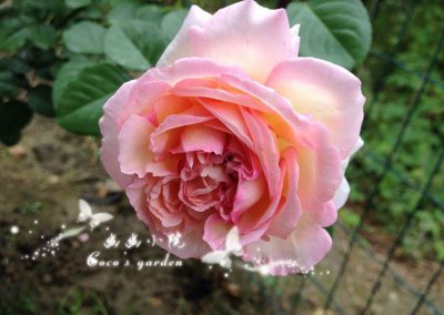 月季花破晓（オーブ）详解 破晓（オーブ）长什么样图