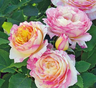 月季花马克&#8226;夏加尔详解 马克&#8226;夏加尔图片欣赏