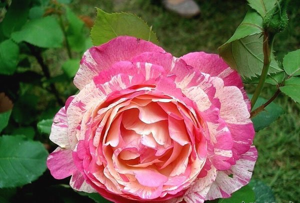 马克•夏加尔图片四