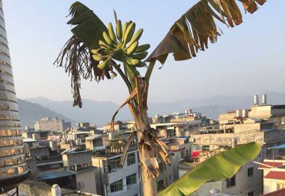 芭蕉盆栽几年结果附怎么养 芭蕉盆栽种几年后结果及养护方法