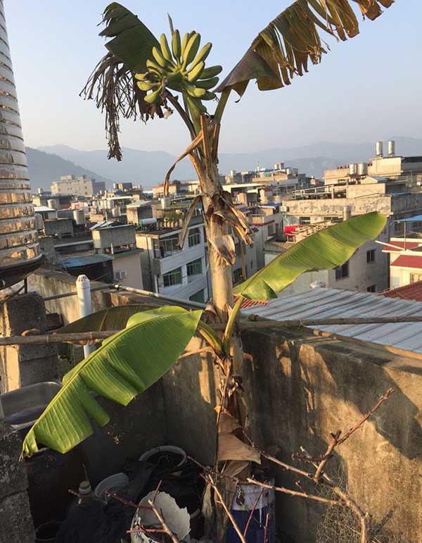 芭蕉盆栽几年结果附怎么养