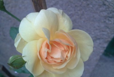 月季花格雷厄姆托马斯详解 格雷厄姆托马斯图片