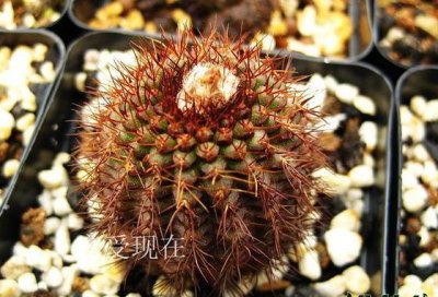 士童属介绍及图片欣赏 士童属植物简介与图片欣赏
