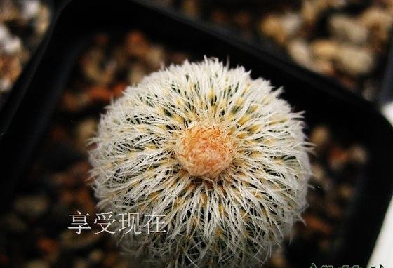 士童属图鉴