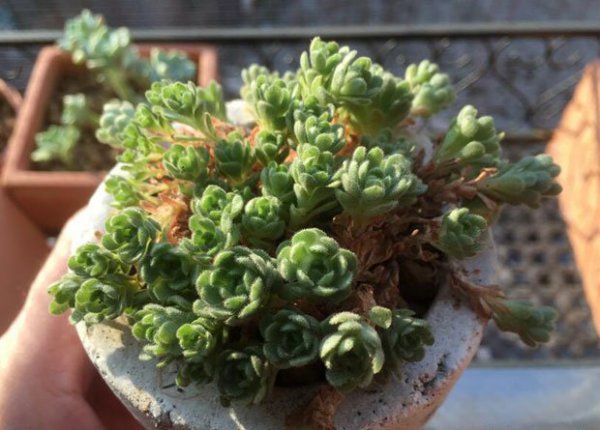 小野玫瑰/瓦莲图片二