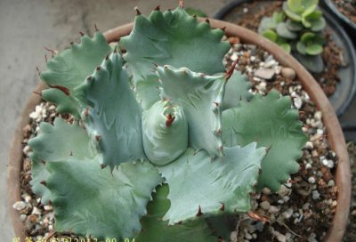 多肉植物甲蟹龙舌兰详解 甲蟹龙舌兰照片图
