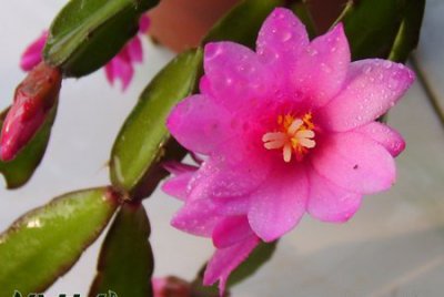 仙人掌（球）落花之舞介绍 落花之舞图片大全