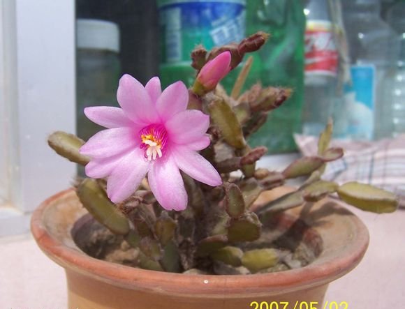 落花之舞图片三