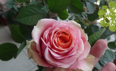 月季花永远的那不勒斯介绍 永远的那不勒斯图片