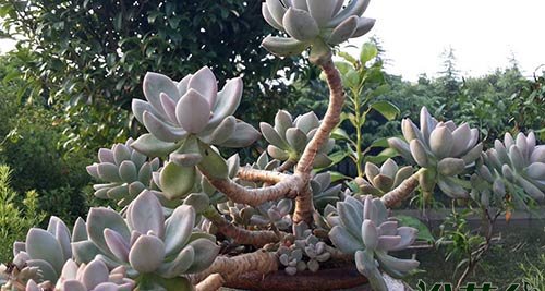 厚脸皮植物有哪些