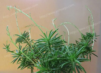 柳叶椒草特性及花朵图片 柳叶椒草介绍及开花图片