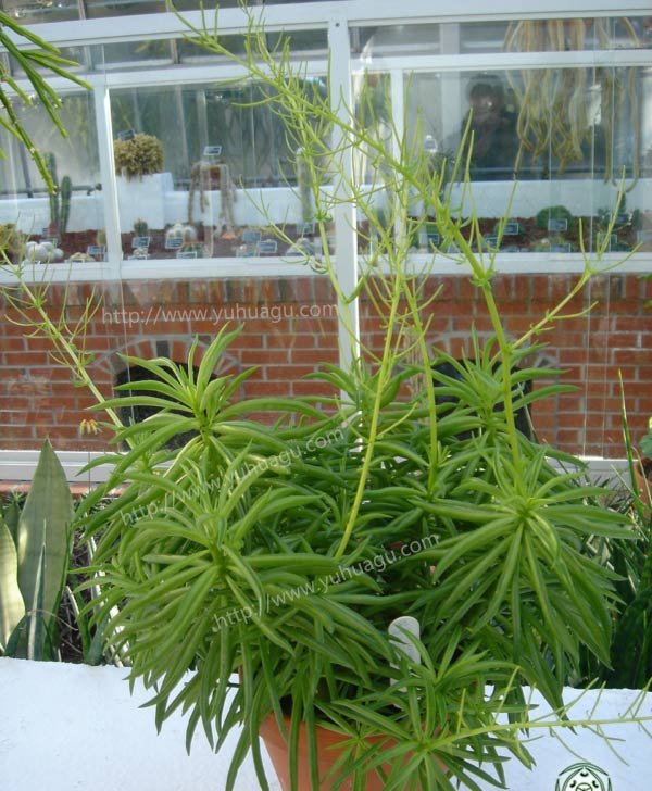 柳叶椒草开花图片