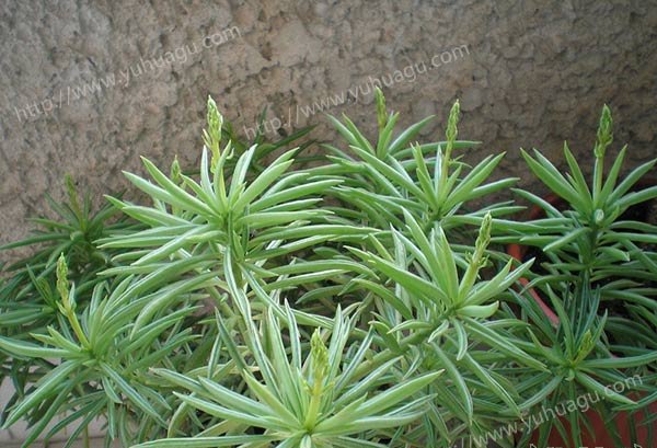 柳叶椒草开花图片