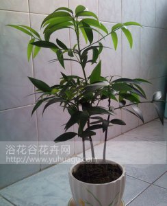 花卉长寿竹介绍 长寿竹图片欣赏