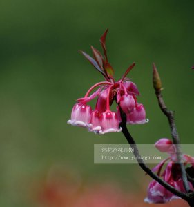 吊钟花讲解 吊钟花图片集