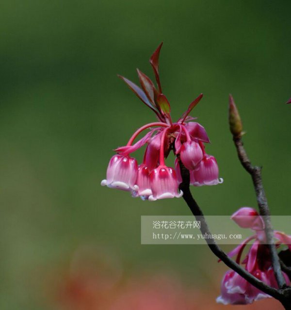 吊钟花图片一