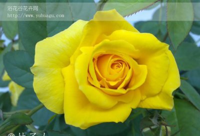 月季坎特公主介绍 坎特公主长什么样图