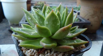 多肉植物红蜡东云介绍 红蜡东云图片集