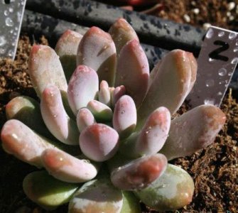 多肉植物灯美人介绍 灯美人长什么样图