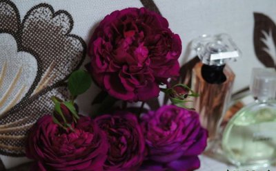 月季花芳香花园ジャルダンパフューメ讲解 芳香花园ジャルダンパフューメ图