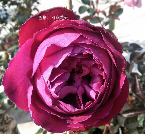 芳香花园ジャルダンパフューメ图片二
