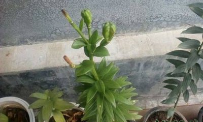 百合花种子图片 百合花种子的图片