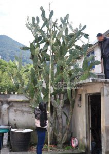仙人掌树介绍 仙人掌树图片大全