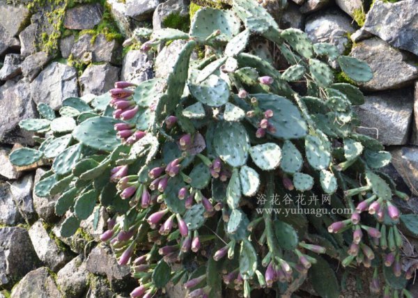 仙人掌树图片三