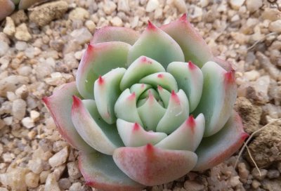 多肉植物棱镜介绍 棱镜图片大全