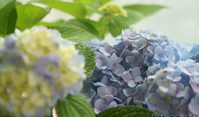 绣球花变色原因 绣球花为什么会变色