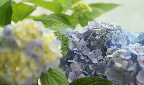 绣球花为什么会变色