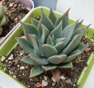 多肉植物萨宾娜详解 萨宾娜图片集